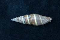 藏品(黑筆螺)的圖片